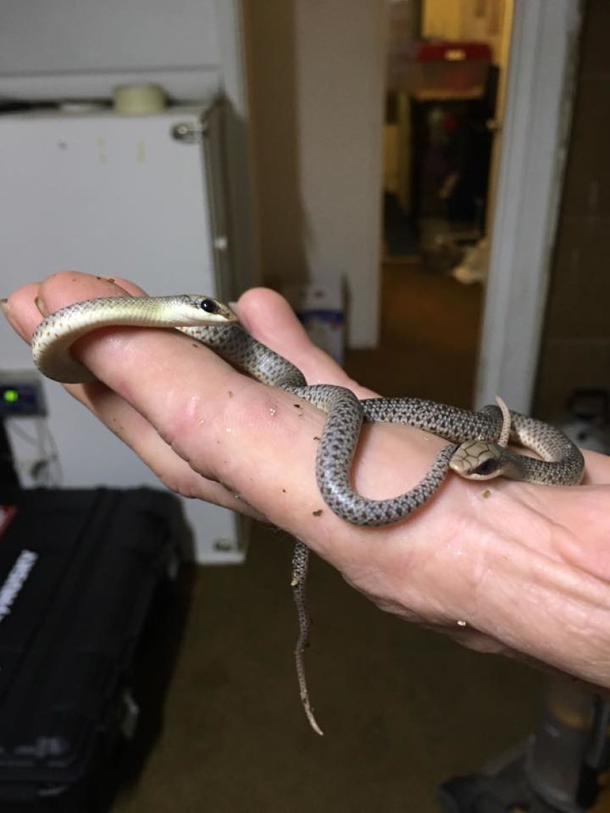 I Rescue Exotic Animal Species