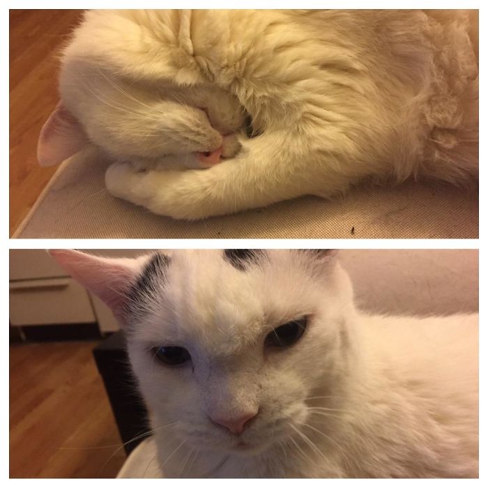 Watson Is Such A Good Boy