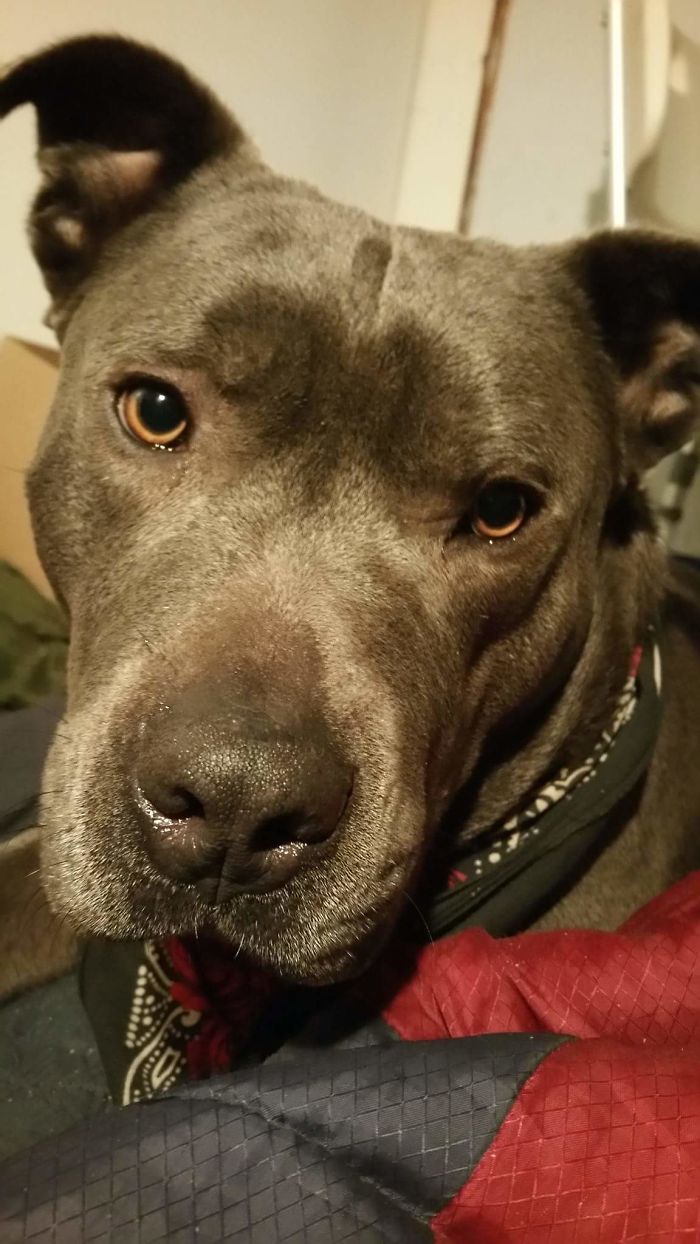 Before And After Being Called A Good Boy