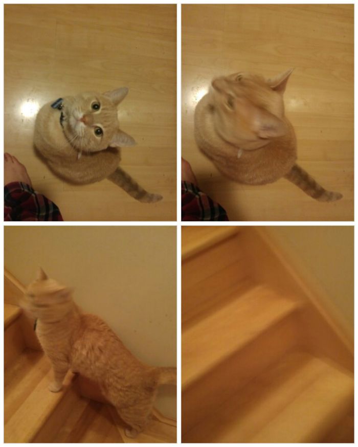 Before And After Being Told He Is A Good Boy In Two Attempts. Not Much Interest Either Time..