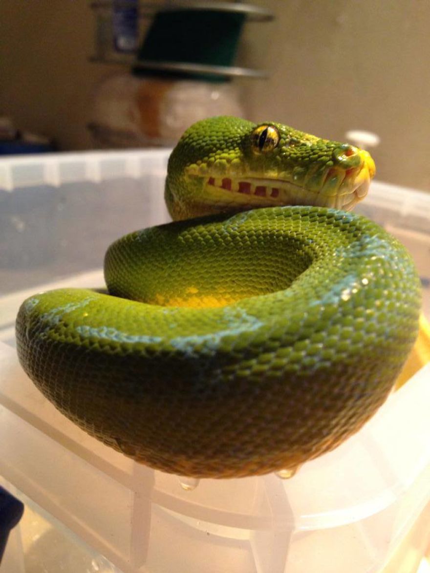 I Rescue Exotic Animal Species