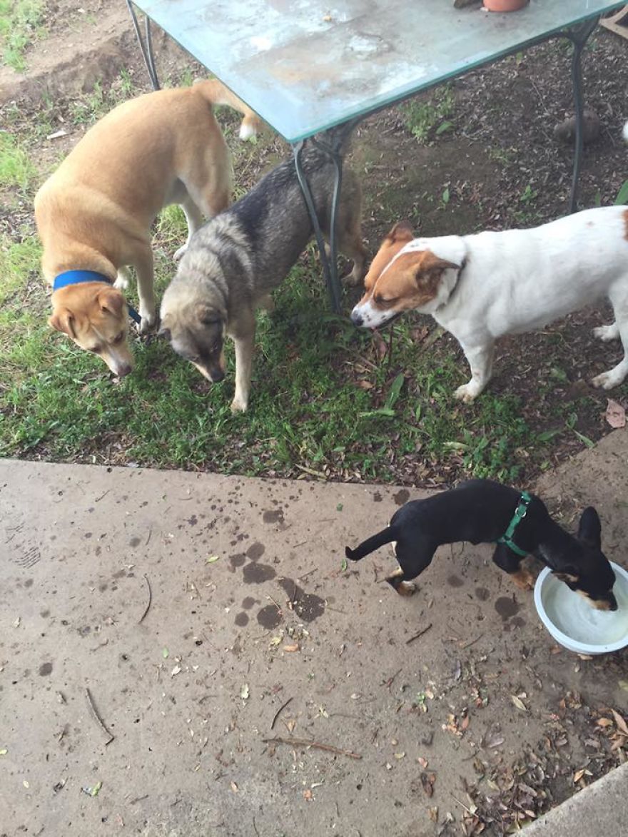 I Rescue Exotic Animal Species I Rescue Exotic Animal Species