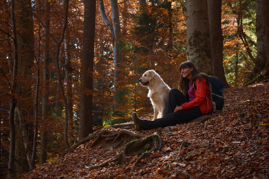 I Travel Romania With My Golden Retriever Geena Who Is The Best Travel Companion I Travel Romania With My Golden Retriever Geena Who Is The Best Travel Companion