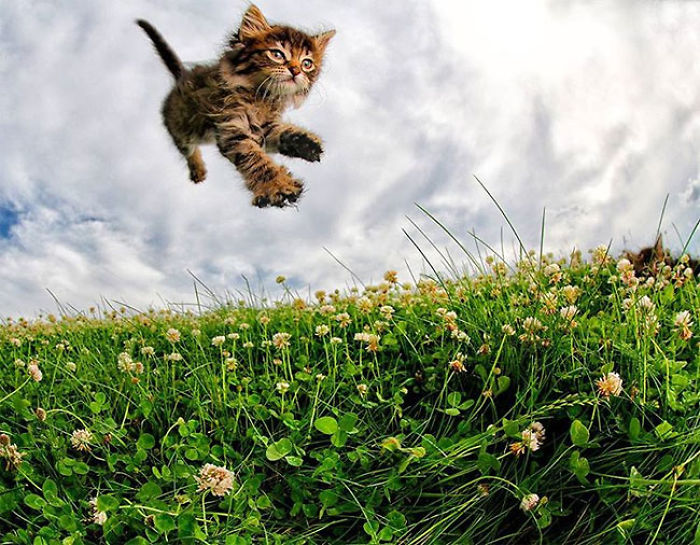 Cute Cats Flying Through The Air!