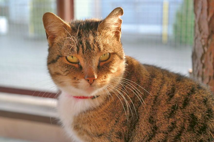 I Capture The Stunning Beauty Of Shelter Cats