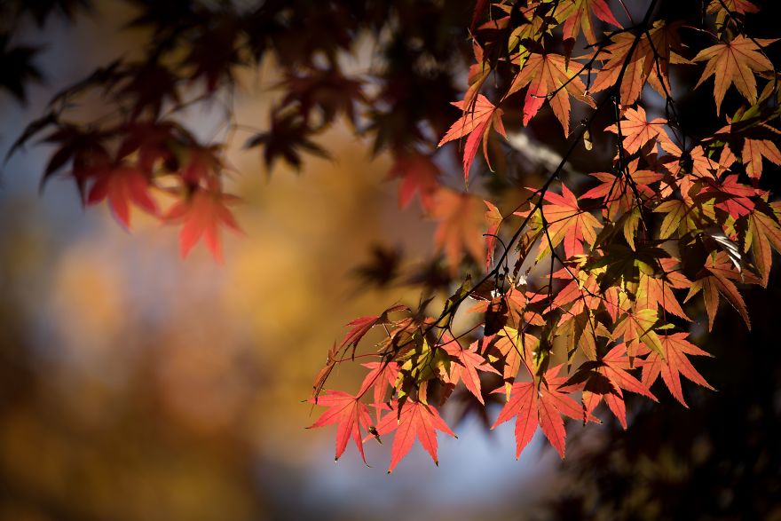 Autumn Leaves Show True Colors In Tokyo