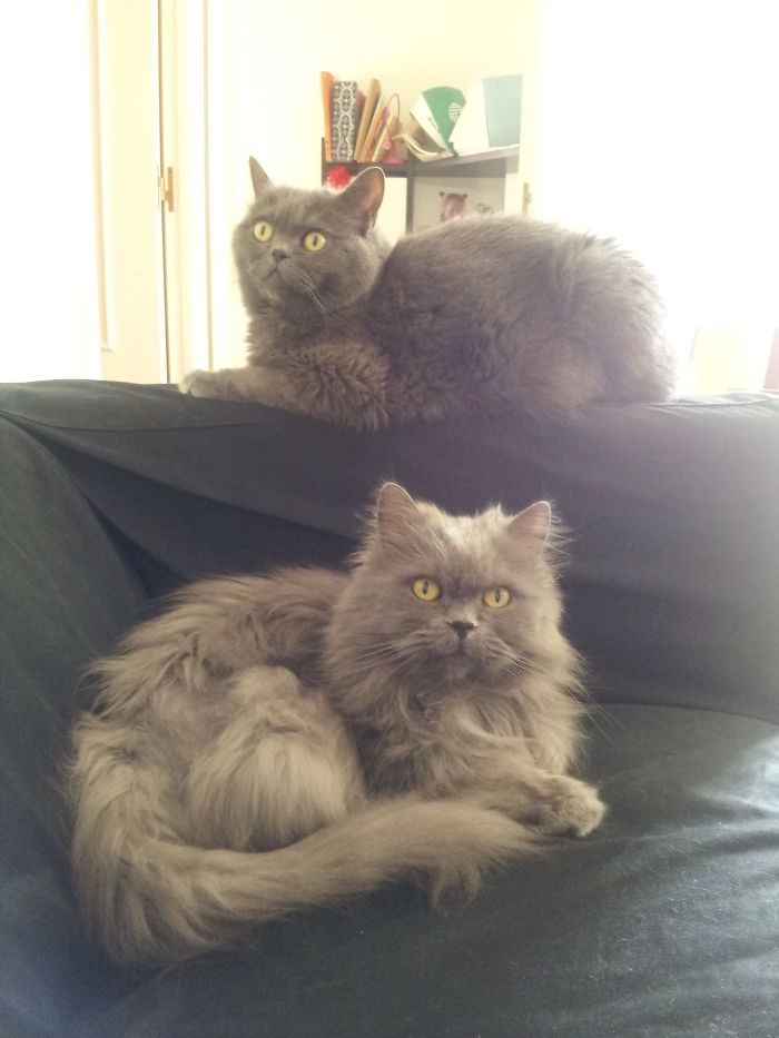 Murphy & Toshio, Grey Lovely Brodas. 2