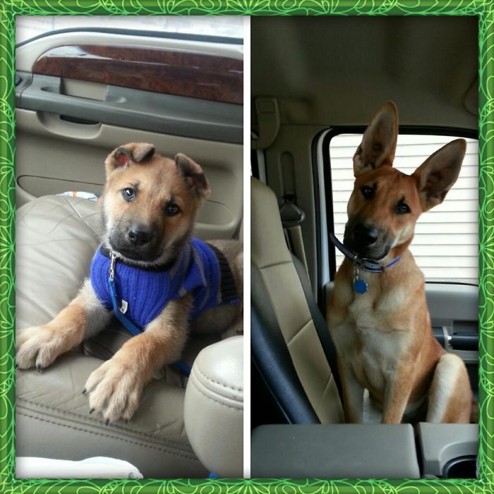 Nitro At 6 Weeks And At 10 Months.