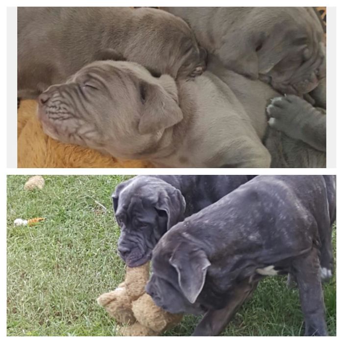 Brothers Tyson And Colossus.