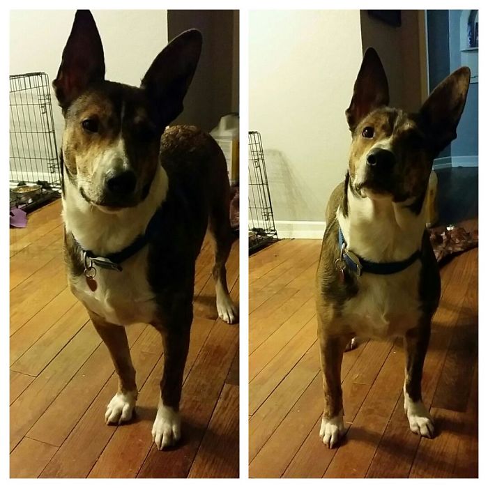 Diesel, Are You A Good Boy?? Are You?