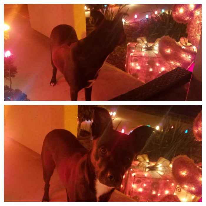 Mr. Chester Copperpot. Before And After Being Called A Good Boy ❤