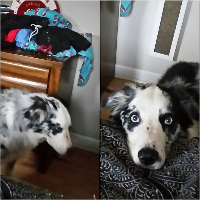 Good Boy Loki Bear!!!