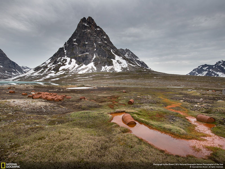 Honorable Mention, Environmental Issues: American Flowers #1, Greenland