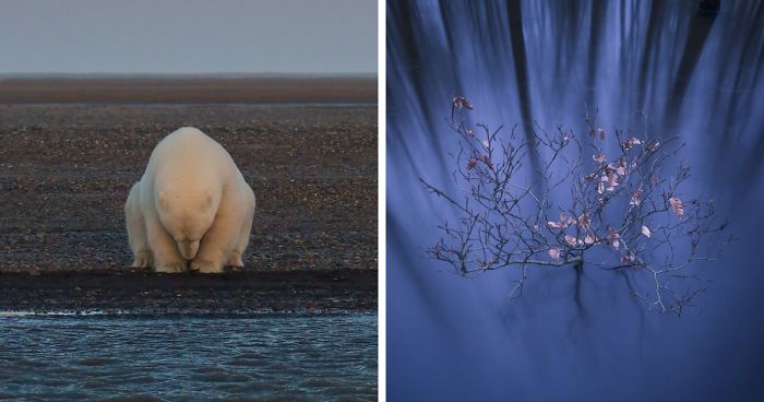 The Winners Of The 2016 National Geographic Nature Photographer Of The Year Contest