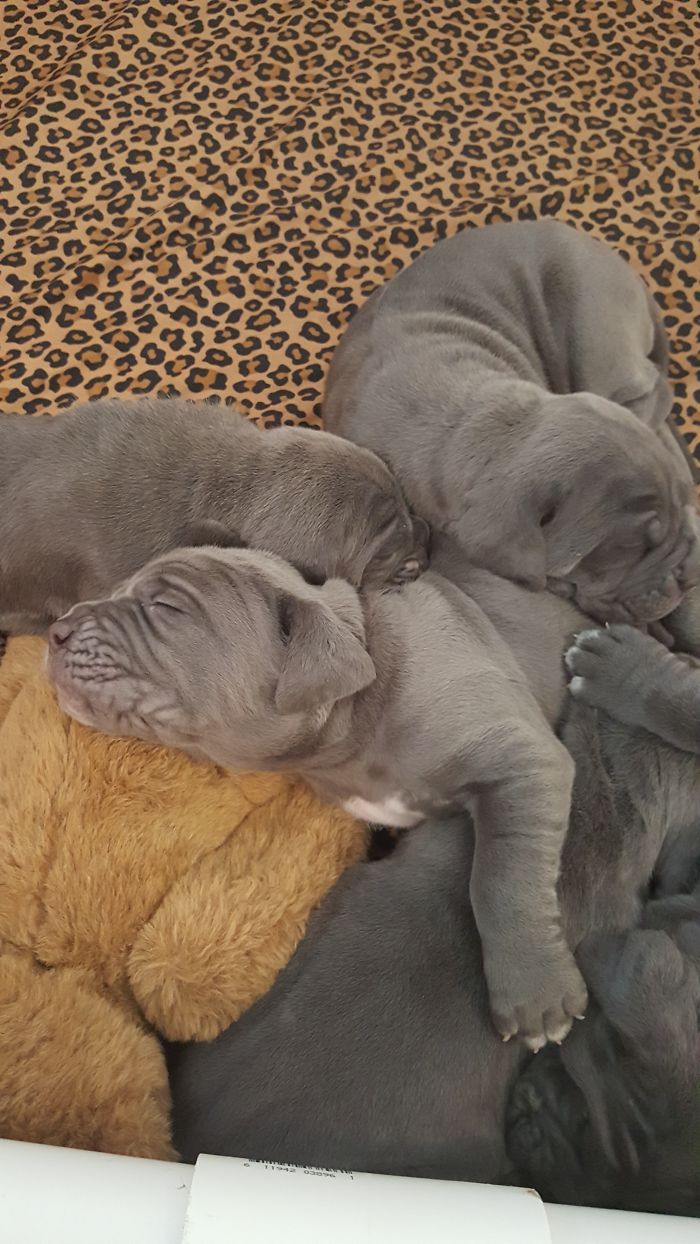 Brothers Tyson And Colossus