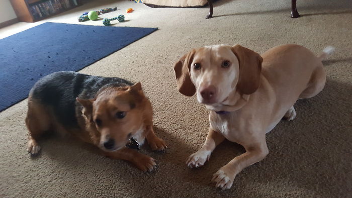 Chewbacca And Delilah