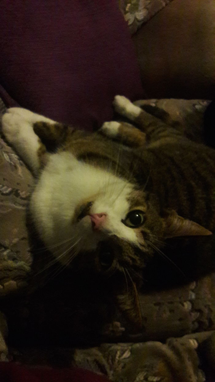 "who's A Good Boy?" "me?"