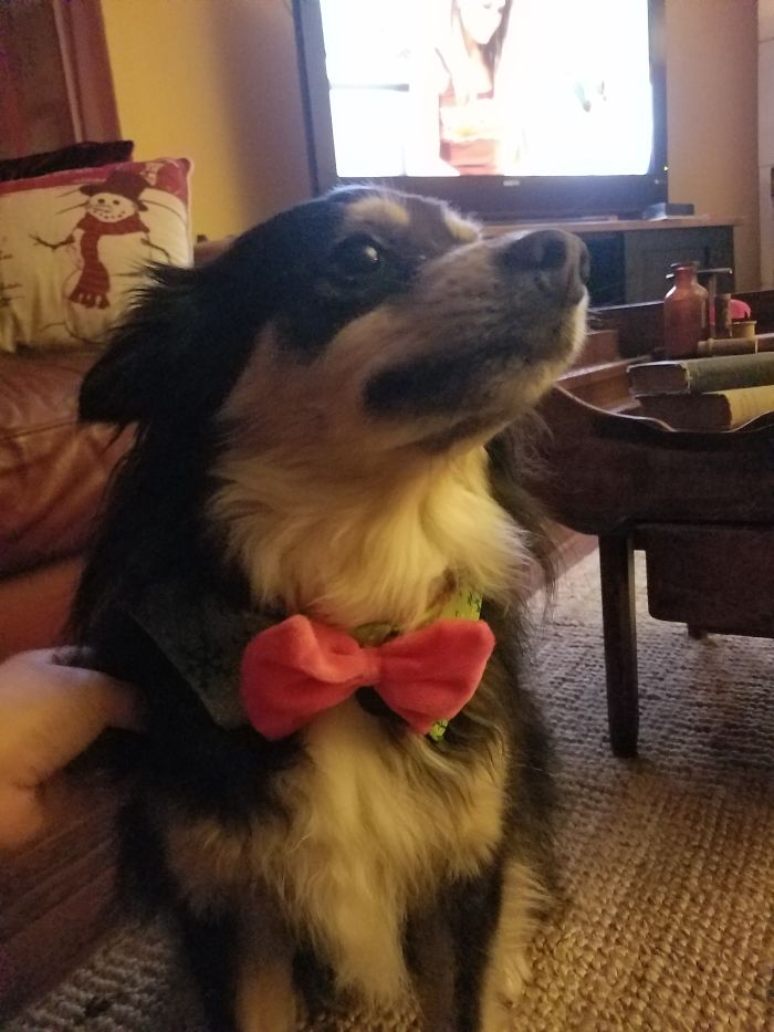 After Telling Duke He's A Handsome Good Doggo.