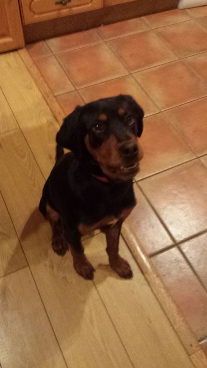 Dobby..before And After...