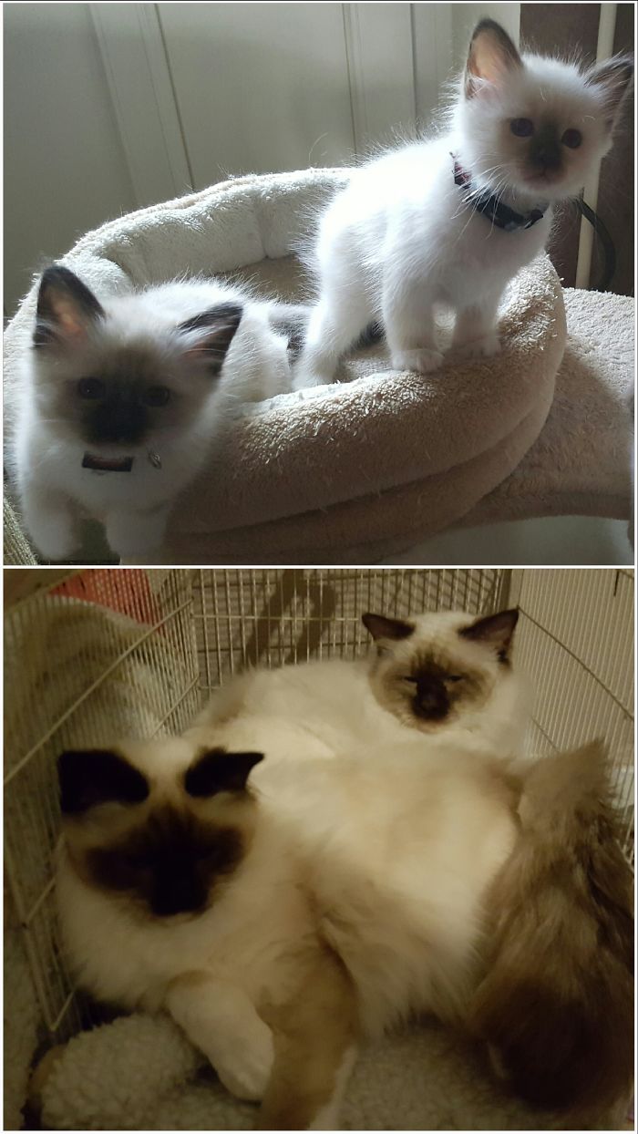 G'robert And E'ben Two Birmans Brothers.