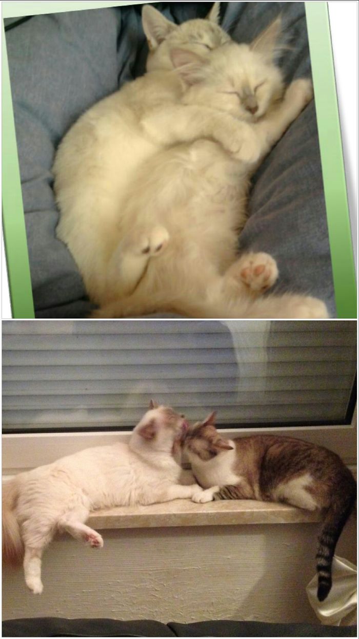 Monkey And Louve Two Sisters. Monkey G'robert And E'ben 's Mother From Previous Pictures.