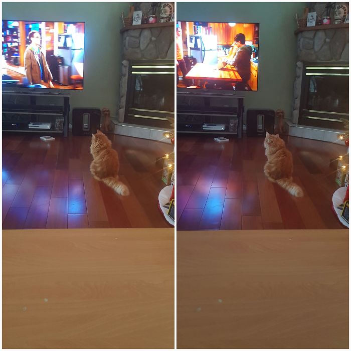 Before And After "good Boy"