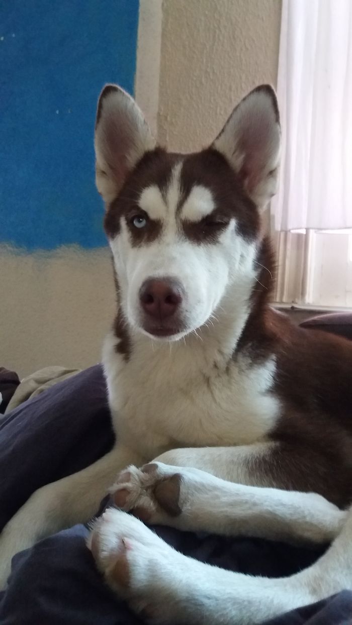 Good Human, Very Good!