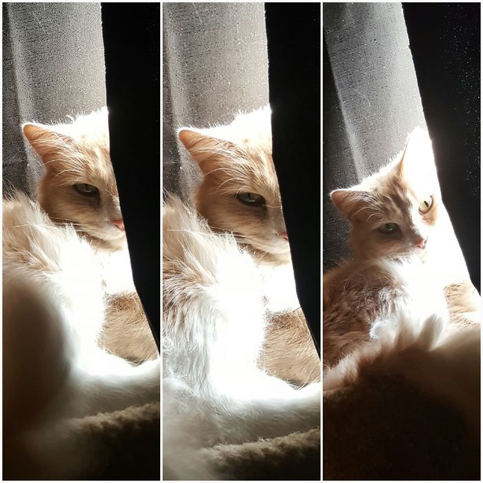 Before And After Good Boy, And "do You Want To Go Outside?"