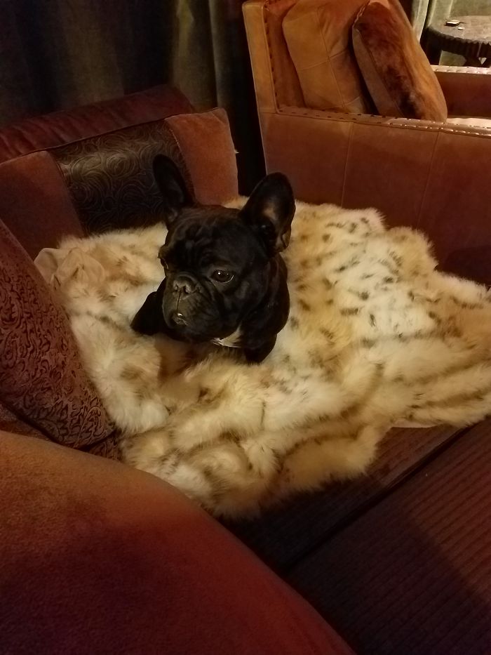 After Being Called A Good Boy!