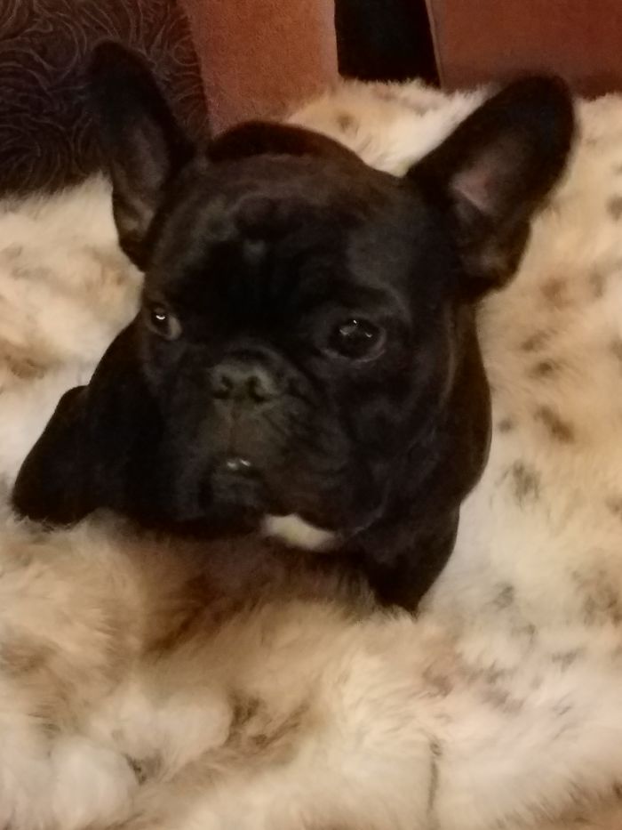 Before Being Called A Good Boy . . .