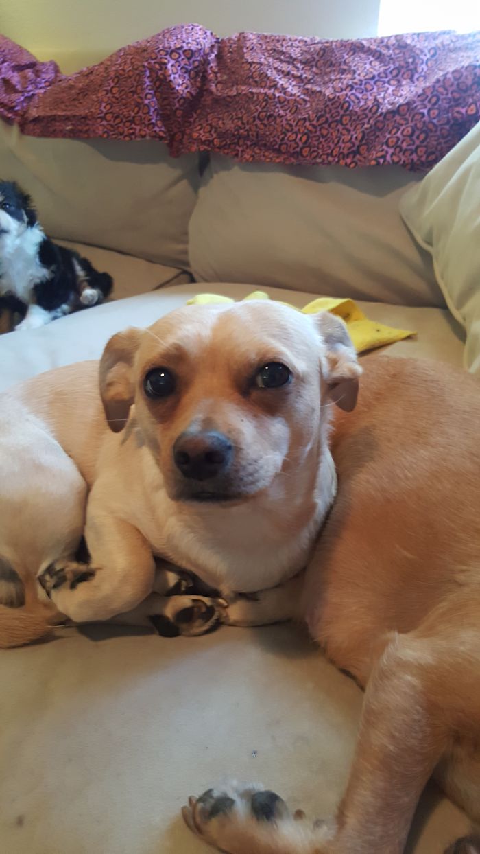 Bear Before Being A "good Boy"