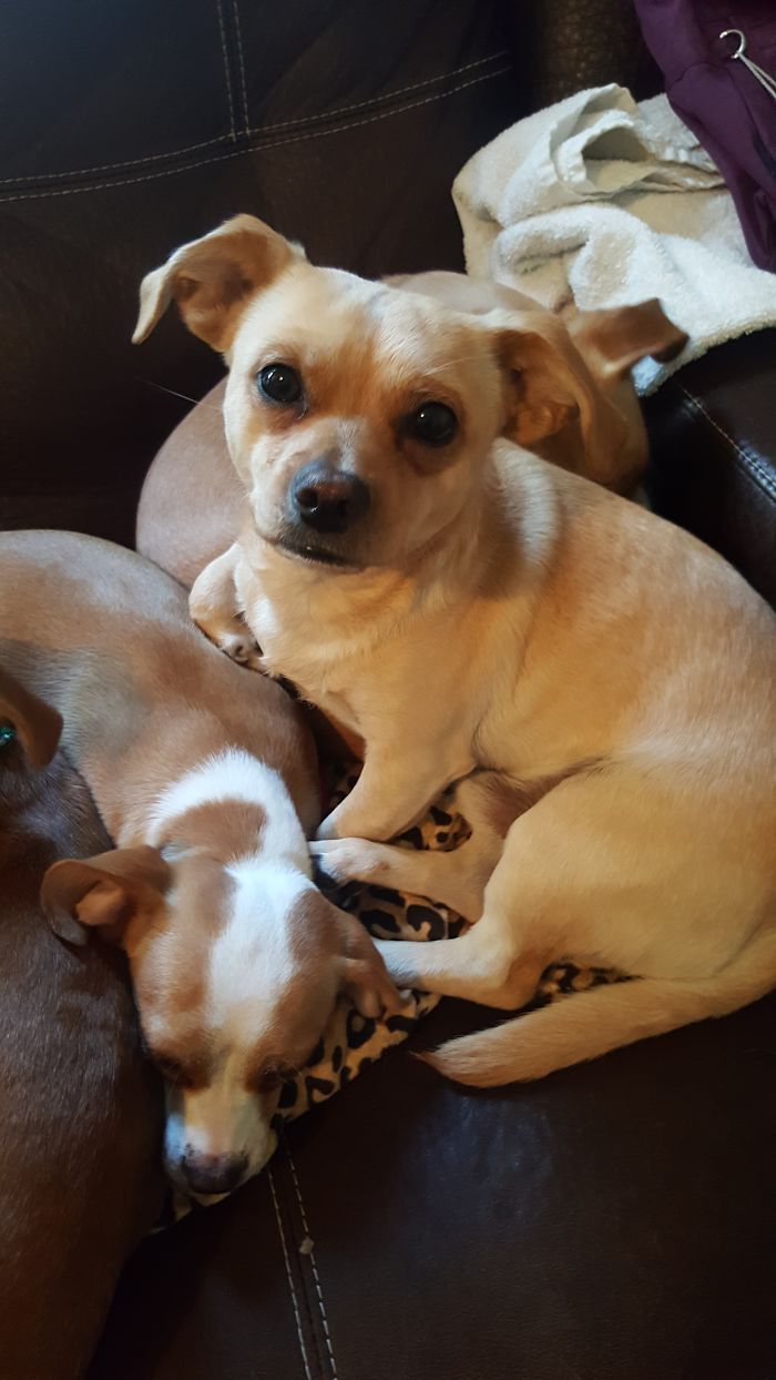 Bear Being A Good Boy