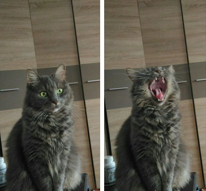 My Cat Before And After Being Called A Good Cat
