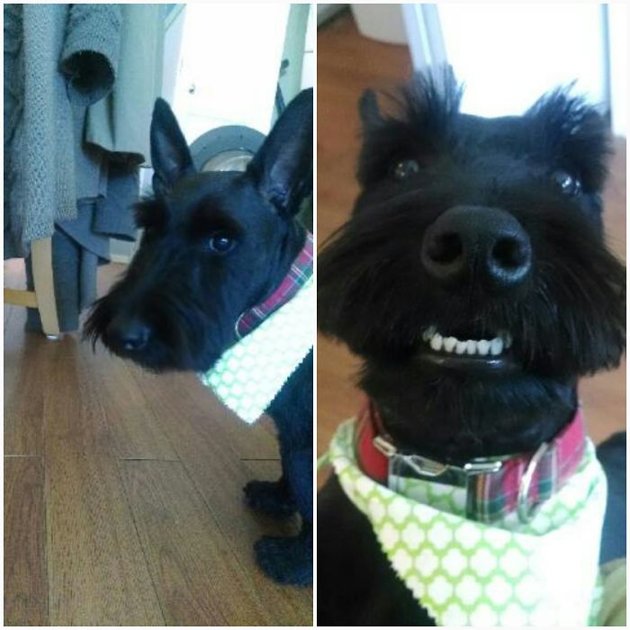 Watson Knows He's A Good Boy!