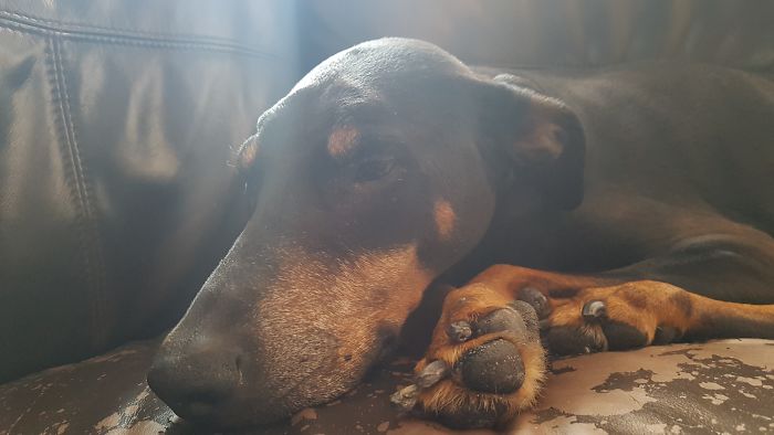 Before And After I Asked Bella If She's A Good Girl