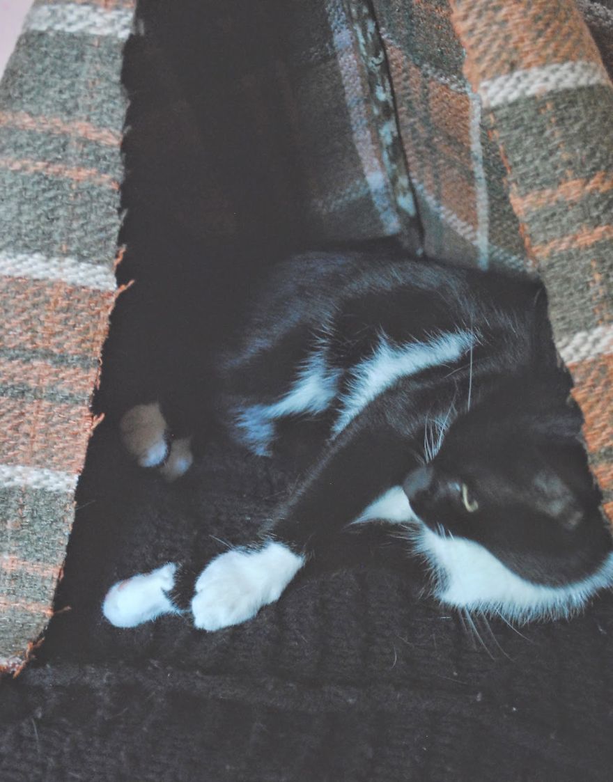 How To Make A Tipi For Any Pet