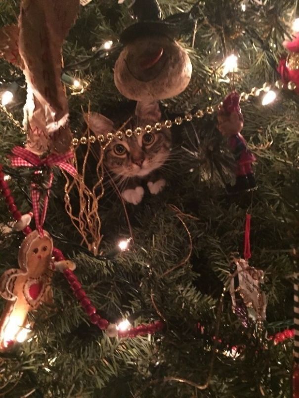 25 Cats Who Are Really Glad You Finally Put Up The Christmas Tree 25 Cats Who Are Really Glad You Finally Put Up The Christmas Tree