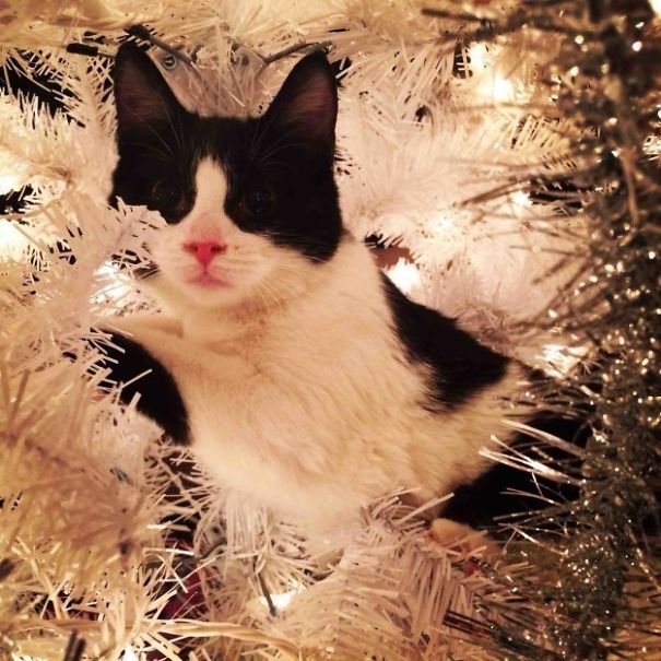 25 Cats Who Are Really Glad You Finally Put Up The Christmas Tree 25 Cats Who Are Really Glad You Finally Put Up The Christmas Tree