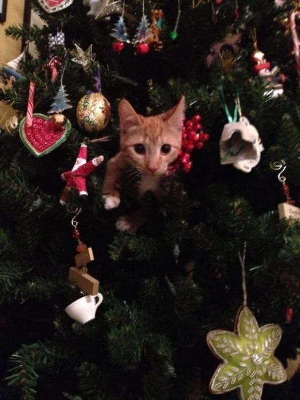 25 Cats Who Are Really Glad You Finally Put Up The Christmas Tree