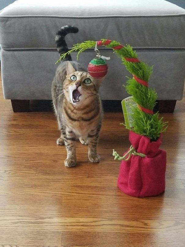 25 Cats Who Are Really Glad You Finally Put Up The Christmas Tree 25 Cats Who Are Really Glad You Finally Put Up The Christmas Tree