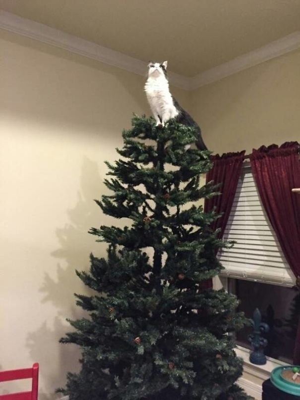25 Cats Who Are Really Glad You Finally Put Up The Christmas Tree 25 Cats Who Are Really Glad You Finally Put Up The Christmas Tree