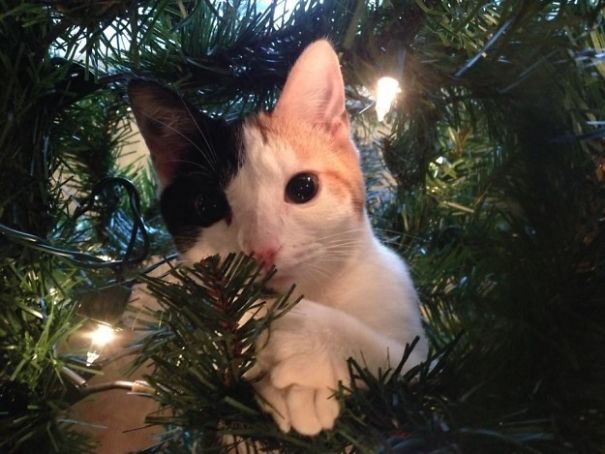 25 Cats Who Are Really Glad You Finally Put Up The Christmas Tree