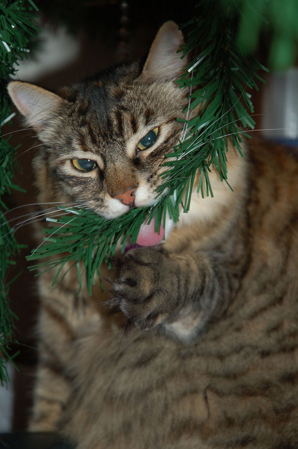 25 Cats Who Are Really Glad You Finally Put Up The Christmas Tree 25 Cats Who Are Really Glad You Finally Put Up The Christmas Tree