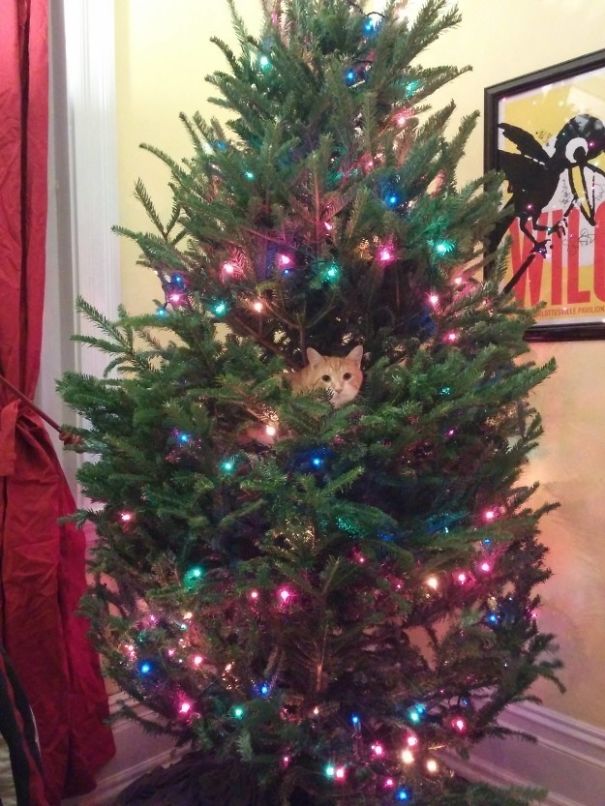 25 Cats Who Are Really Glad You Finally Put Up The Christmas Tree