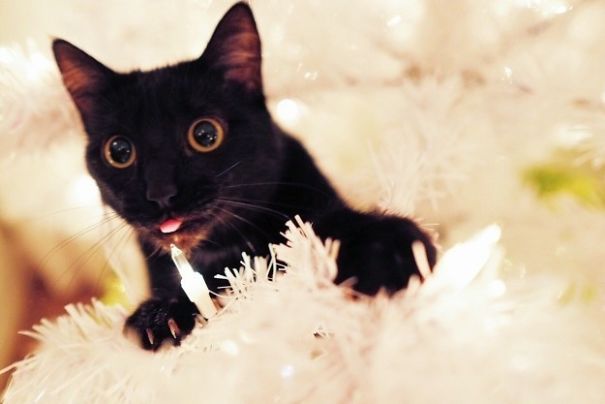 25 Cats Who Are Really Glad You Finally Put Up The Christmas Tree 25 Cats Who Are Really Glad You Finally Put Up The Christmas Tree