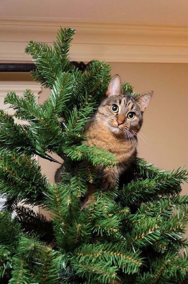 25 Cats Who Are Really Glad You Finally Put Up The Christmas Tree