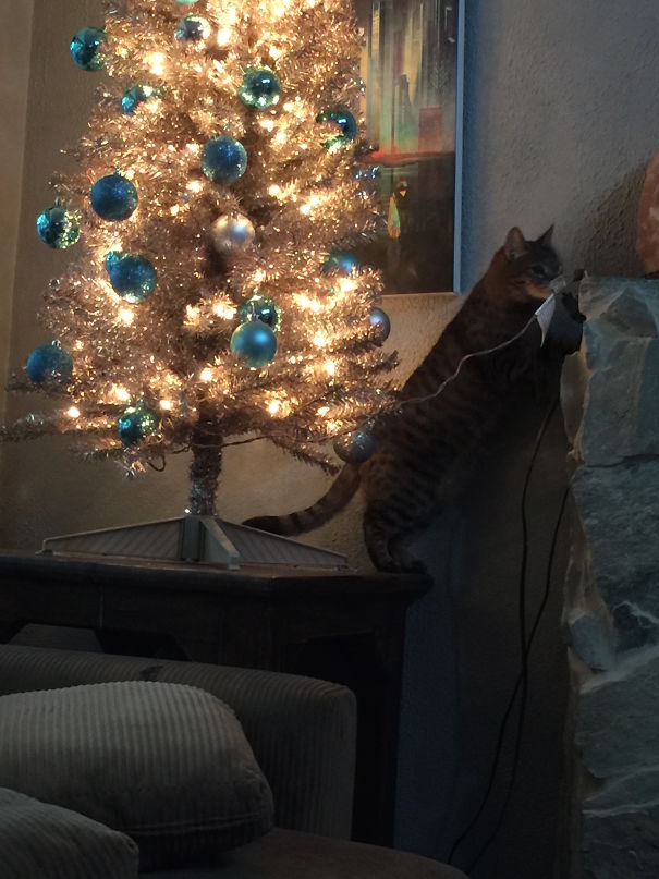 25 Cats Who Are Really Glad You Finally Put Up The Christmas Tree 25 Cats Who Are Really Glad You Finally Put Up The Christmas Tree