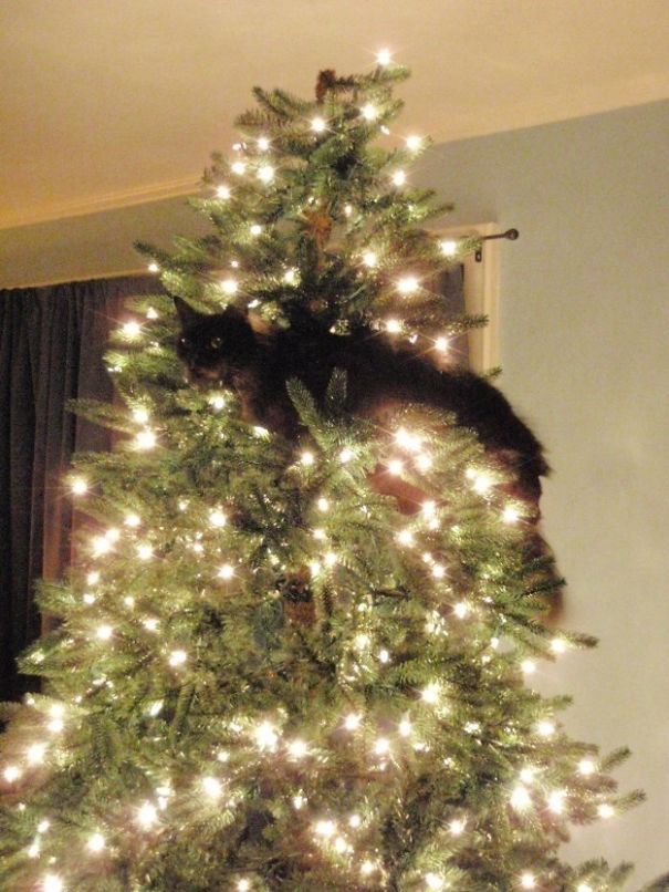 25 Cats Who Are Really Glad You Finally Put Up The Christmas Tree 25 Cats Who Are Really Glad You Finally Put Up The Christmas Tree