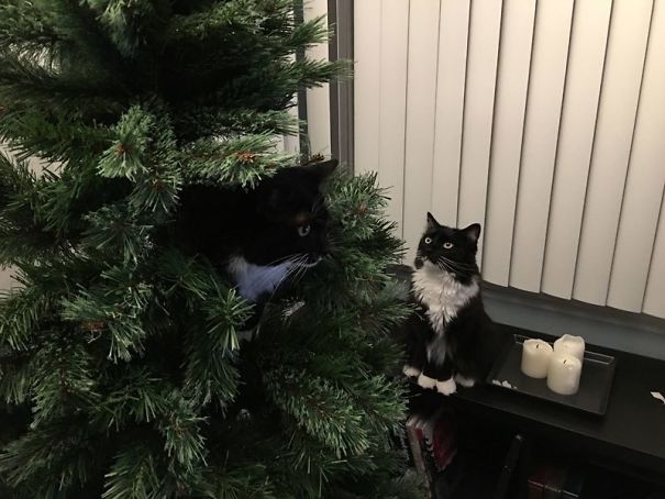 25 Cats Who Are Really Glad You Finally Put Up The Christmas Tree