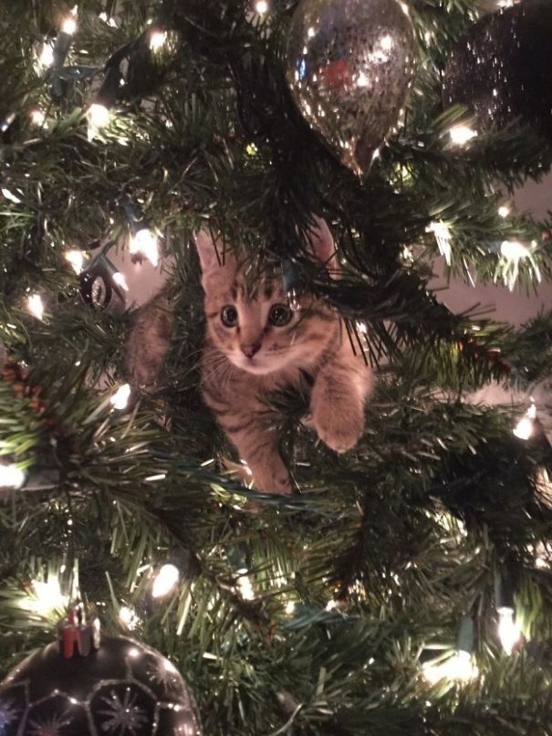 25 Cats Who Are Really Glad You Finally Put Up The Christmas Tree